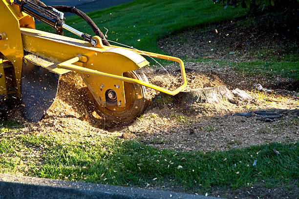 How Our Tree Care Process Works  in  Clarkesville, GA